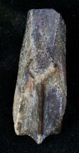 Large Rooted Edmontosaurus (Duck-Billed Dinosaur) Tooth #13019