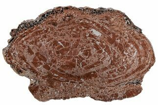 Red & Black Petrified Wood (Araucarioxylon) Round - Arizona #210881