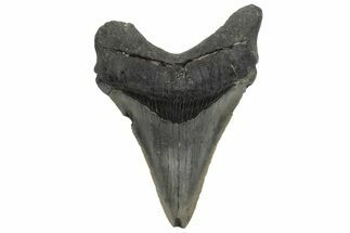Serrated, Juvenile Megalodon Tooth - North Carolina #210140