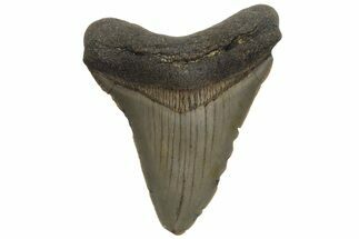Serrated, Juvenile Megalodon Tooth - North Carolina #210143