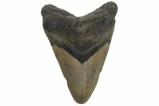 Juvenile Megalodon Tooth - North Carolina #210144