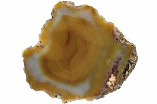 Polished, Yellow, Banded Condor Agate - Argentina #209610