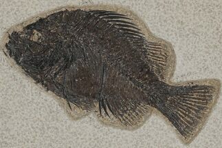 Fossil Fish (Cockerellites) - Green River Formation #211213