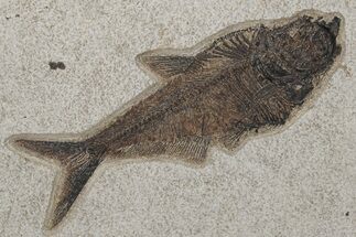 Fossil Fish (Diplomystus) - Wyoming #211214