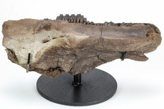 Hadrosaur (Edmontosaurus) Maxilla With Teeth - Montana #211226