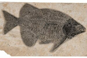Fish Fossils For Sale - FossilEra.com