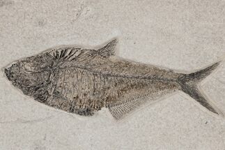 Detailed Fossil Fish (Diplomystus) - Wyoming #211177
