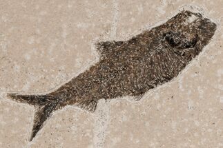 Detailed Fossil Fish (Knightia) - Wyoming #211180