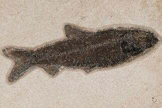 Detailed Fossil Fish (Knightia) - Wyoming #211181