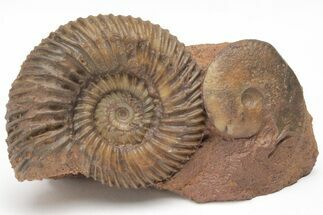 Fossil Ammonite (Parkinsonia & Oxycerites) Association - Germany #211143