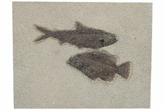 Plate of Two Fossil Fish (Cockerellites & Knightia) - Wyoming #211245