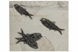 Shale With Four Fossil Fish (Knightia) - Wyoming #211227
