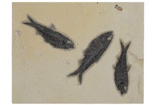 Shale With Three Fossil Fish (Knightia) - Wyoming #211238