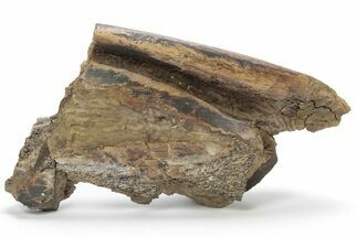 Partial Fossil Hadrosaur (Edmontosaurus) Mandible - South Dakota #211308