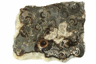 Polished Ammonite (Promicroceras) Slab - Marston Magna Marble #211311