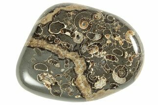 Polished Ammonite (Promicroceras) Fossils -Marston Magna Marble #211339