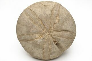 Jurassic Sea Urchin (Clypeus) Fossil - England #211376