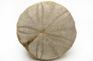 Jurassic Sea Urchin (Clypeus) Fossil - England #211377