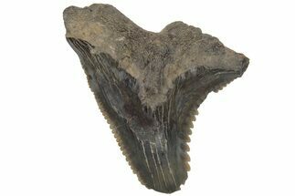 Bargain, Snaggletooth Shark (Hemipristis) Tooth #211645