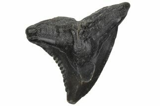Snaggletooth Shark (Hemipristis) Tooth - South Carolina #211675