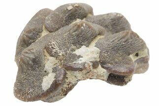Fossil Crusher Shark (Ptychodus) Tooth Plate - Kansas #211741