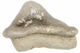 Huge, Fossil Crusher Shark (Ptychodus) Tooth - Kansas #211742