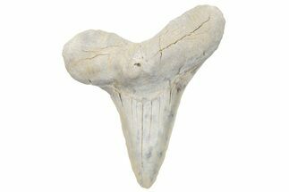 Cretaceous Ginsu Shark (Cretoxyrhina) Tooth - Kansas #211748