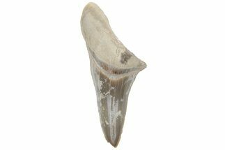 Cretaceous Ginsu Shark (Cretoxyrhina) Tooth - Kansas #211752