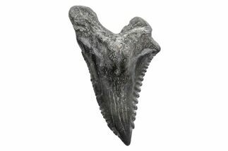 Snaggletooth Shark (Hemipristis) Tooth - South Carolina #211604