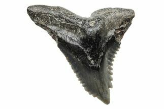 Snaggletooth Shark (Hemipristis) Tooth - South Carolina #211609