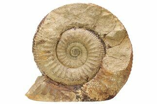 Jurassic Ammonite (Stephanoceras) Fossil - England #211758