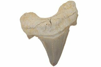 Fossil Shark Tooth (Otodus) - Morocco #211902