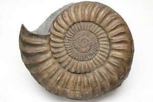 150mm LIXUAN Ammonite Fossil Shell Fossil Gemstone Mineral Specimens Specimen Standup Display Collection Decoration 