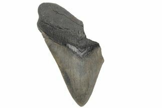 Partial, Fossil Megalodon Tooth - Serrated Blade #210809