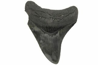 Serrated, Fossil Megalodon Tooth - South Carolina #210776