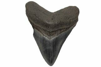 Fossil Megalodon Tooth - South Carolina #210766