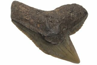 Fossil Tiger Shark (Galeocerdo) Tooth #212036