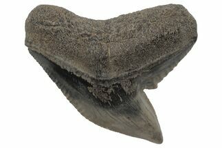 Fossil Tiger Shark (Galeocerdo) Tooth #212037