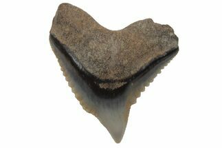 Fossil Tiger Shark (Galeocerdo) Symphyseal Tooth #212045