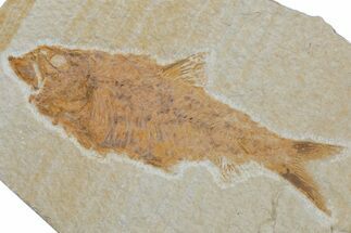 Fossil Fish (Knightia) - Wyoming #210102