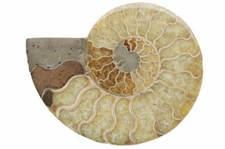 Cut & Polished Ammonite Fossil (Half) - Madagascar #208669