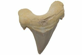 Fossil Shark Tooth (Otodus) - Morocco #211870