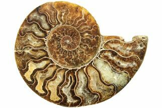 Cut & Polished Ammonite Fossil (Half) - Madagascar #208642