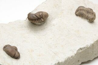 Three Trilobite (Kainops & Paciphacops) Fossils - Oklahoma #212349