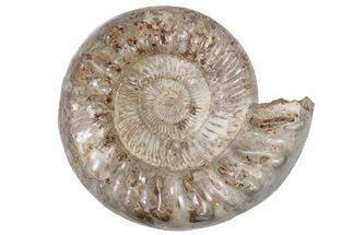 Jurassic Ammonite (Kranosphinctes?) Fossil - Madagascar #212389