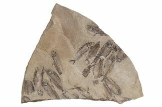 Fossil Fish (Gosiutichthys) Mortality Plate - Wyoming #212103