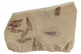 Fossil Fish (Gosiutichthys) Mortality Plate - Wyoming #212115
