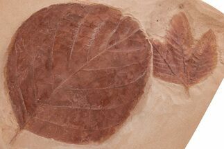 Two Red Fossil Leaves (Platanus & Unidentified) - Montana #212454