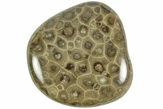 Polished Petoskey Stone (Fossil Coral) - Michigan #212166