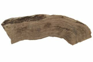 Polished Oligocene Petrified Wood (Pinus) - Australia #212474
